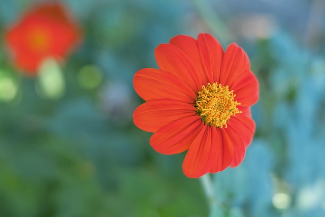 被认为是国 被认为是国